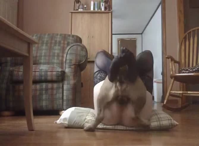 Video :Dog dick pounding k9 lady's pussy in homemade dog sex